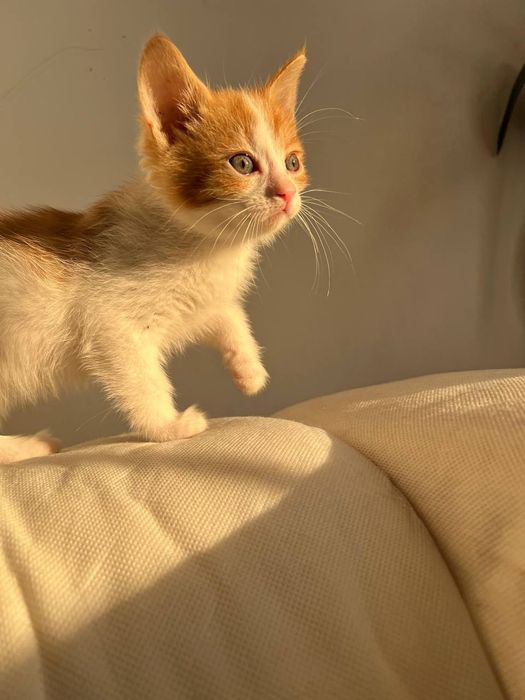 Oddam kocurka za darmo – Sierakowice