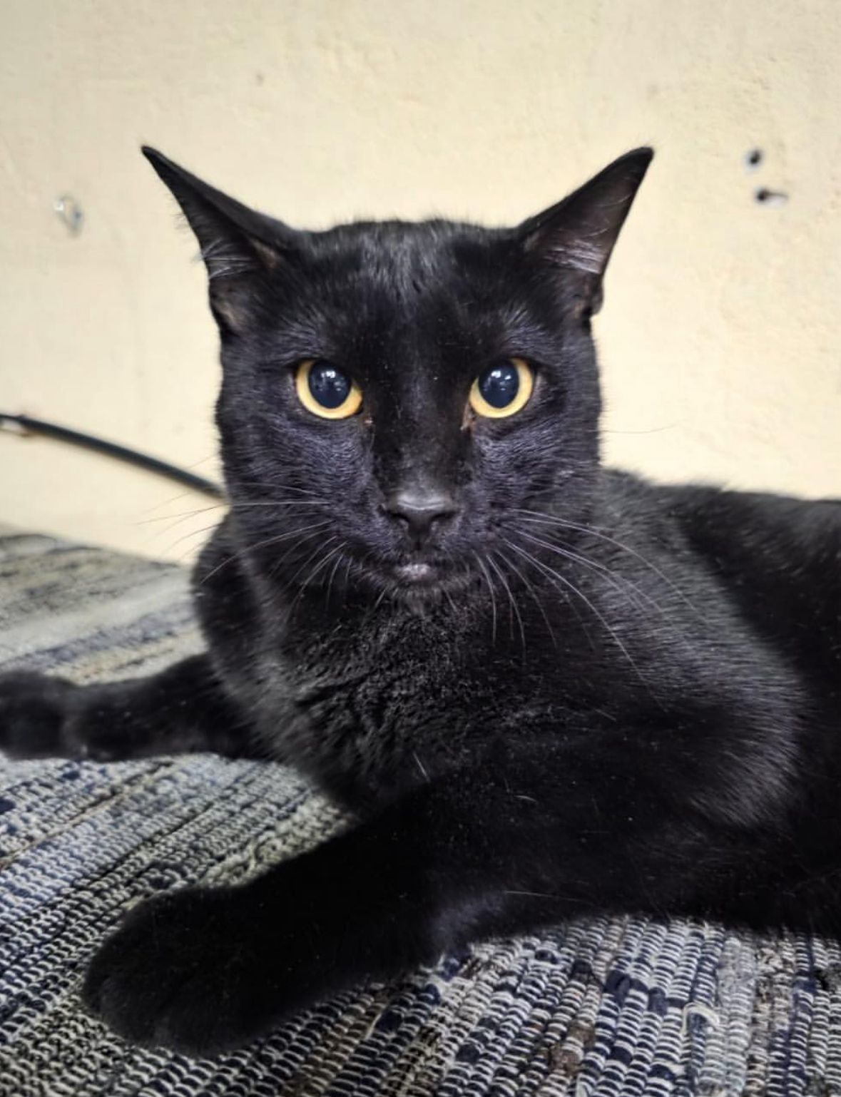 Gatinho adulto para adoção responsável