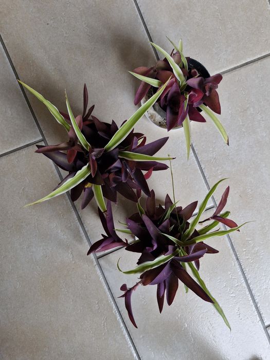 Peperomis, epipremnum,  hoja...