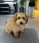 Maltipoo, piesek, karmelkowy slodki.drobny.mam Maltańczyk ,t Red toy