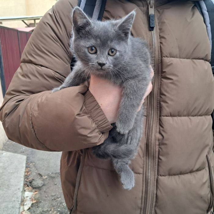 Кошенята, 2,5 міс