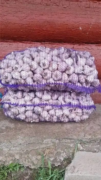 Не колюча        .