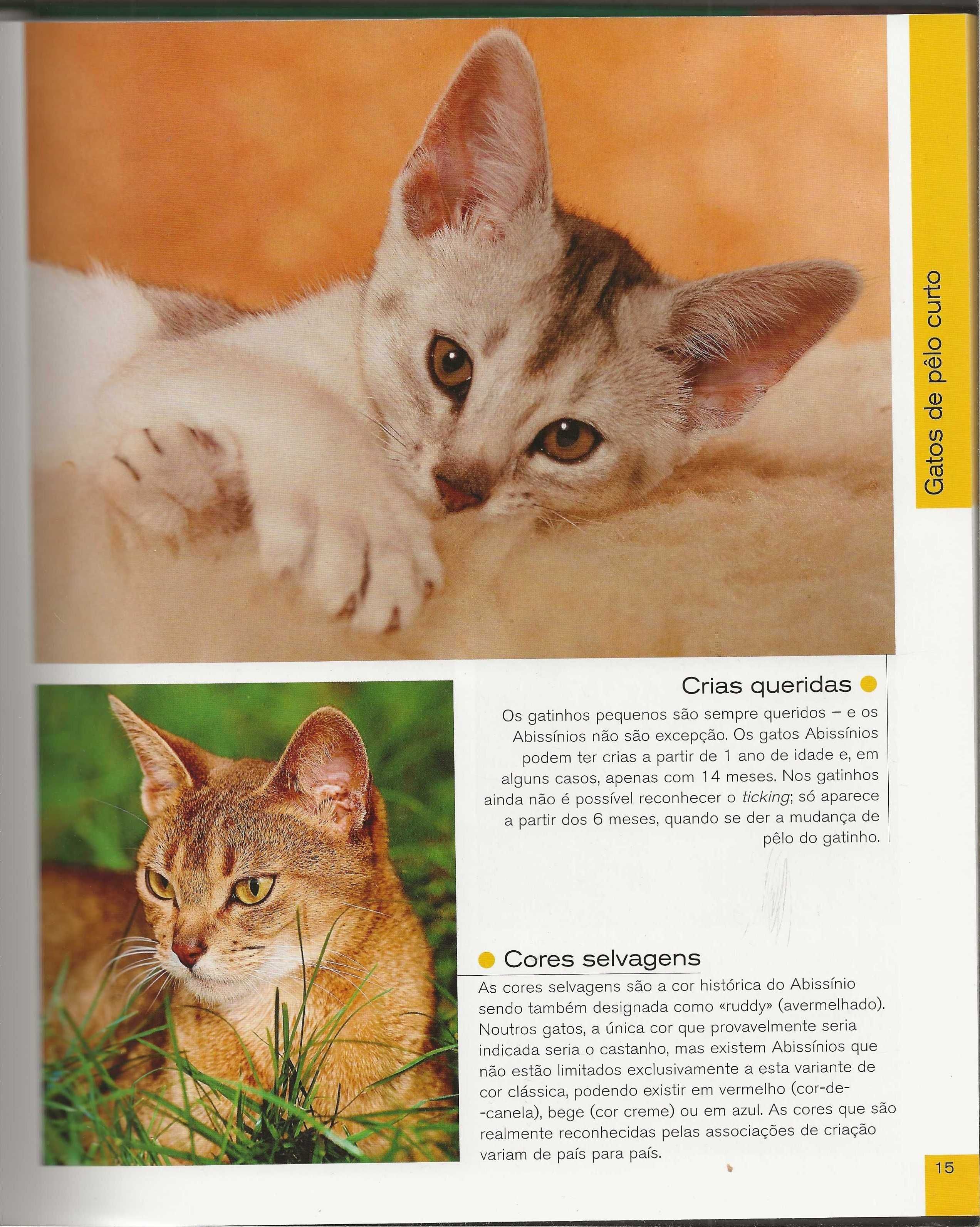 Gatos: Caçadores Elegantes Com Patas De Veludo