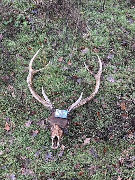 Продам декоративні роги оленя