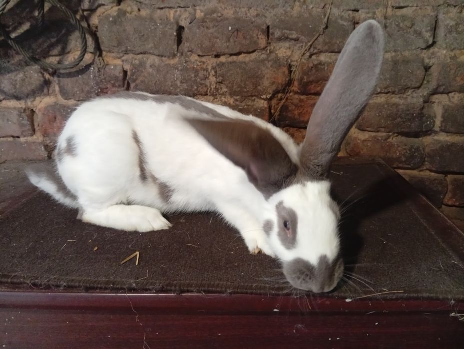 Samica srokacz niemiecki niebieski