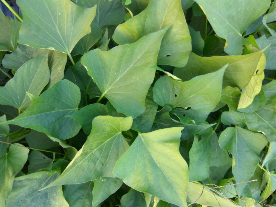 Батат для еды на килограммы