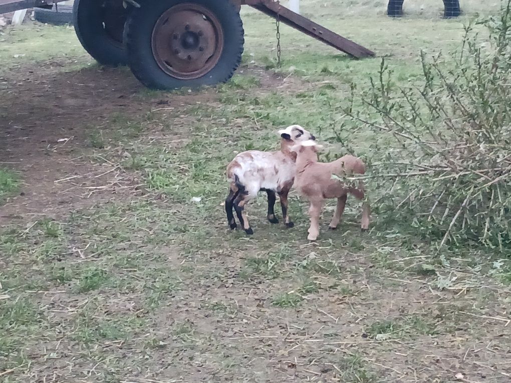 Baranina . owce i baranki kameruńskie