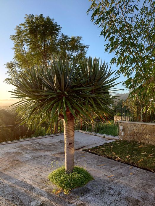 Dragoeiro - Dracaena draco em vaso - Lote de 2 plantas