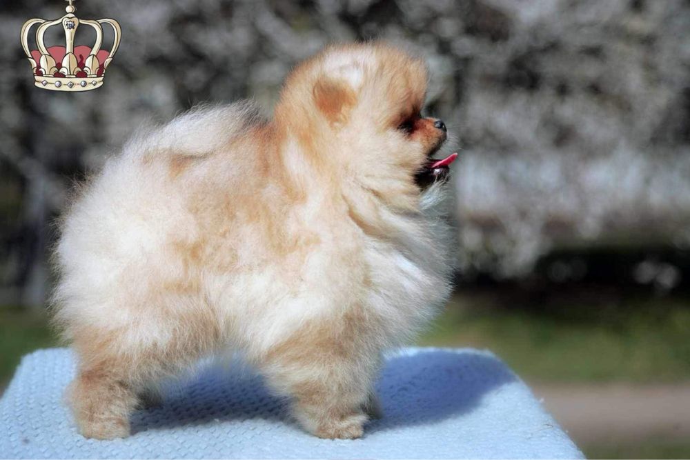 Шикарная девочка померанский шпиц. КСУ.