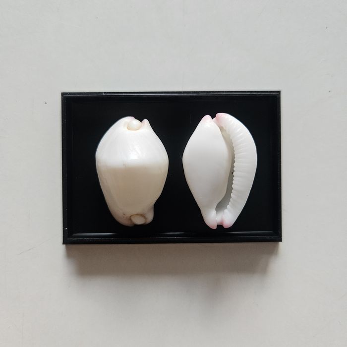 Calpurnus verrucosus muszle