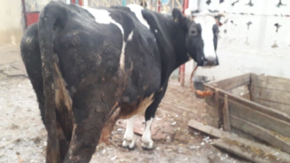 Продам корову стельную