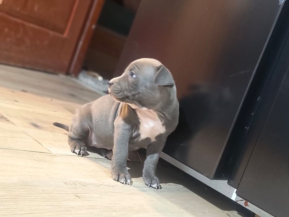 American stafford terrier gotowy do odbioru