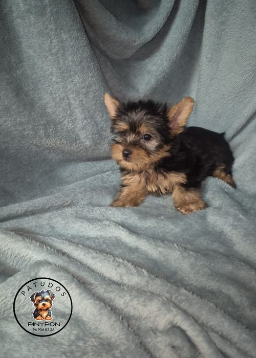Fêmea Yorkshire Terrier