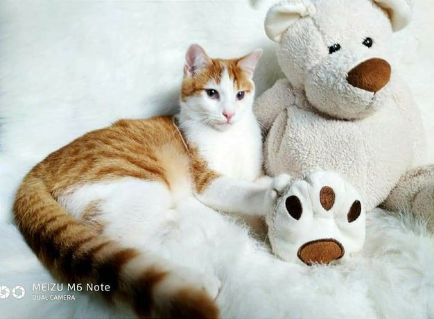Отдам рыже-белого котенка, мальчик, 8  месяцев, кастрирован, привит