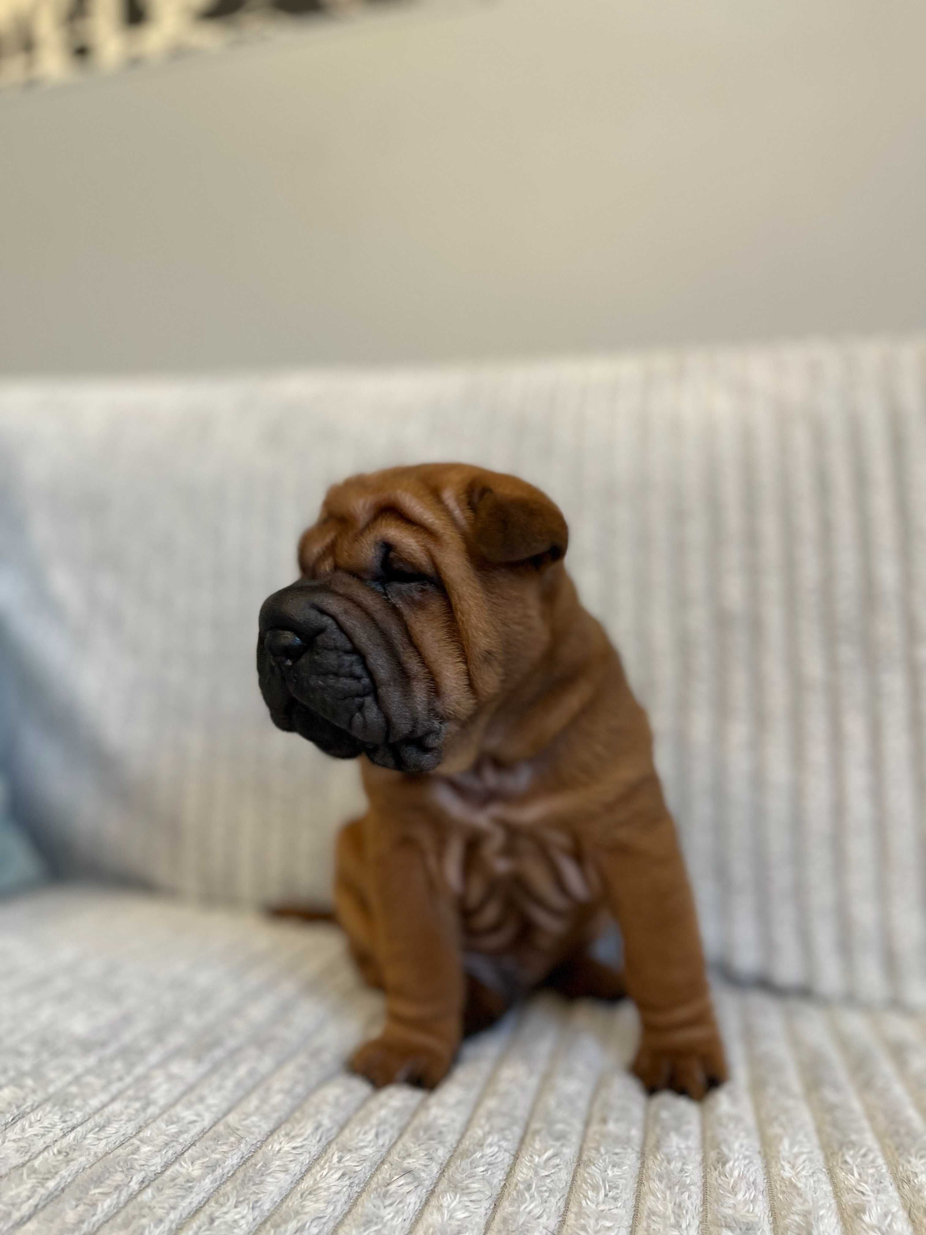 Śliczny piesek SHAR PEI ! Hodowla Fałdowce FCI