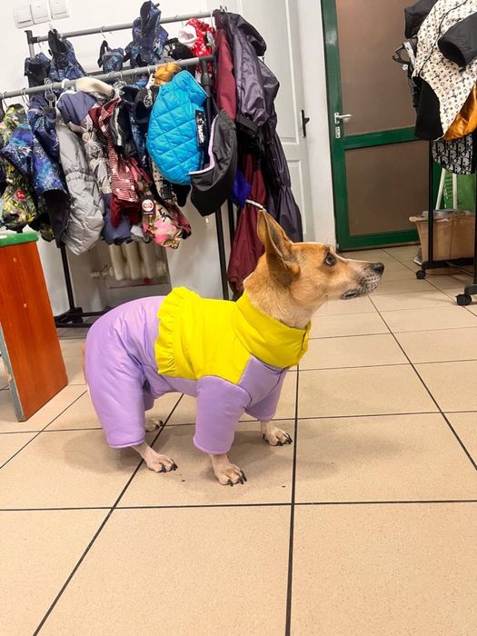 Зимовий комбенізон для собак