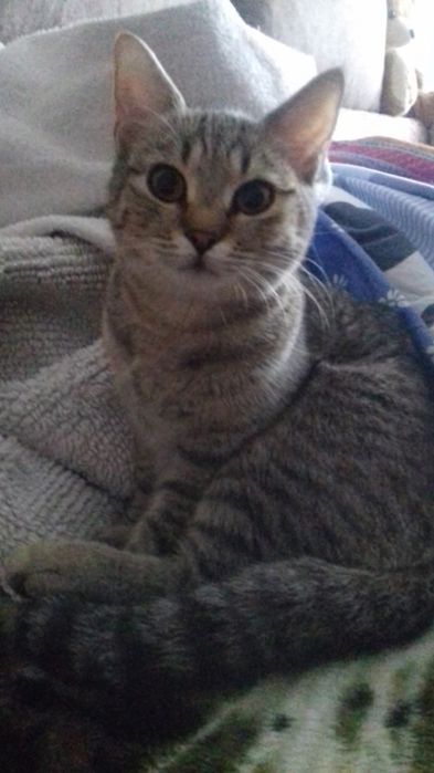 Śliczna Koteczka szuka domu.