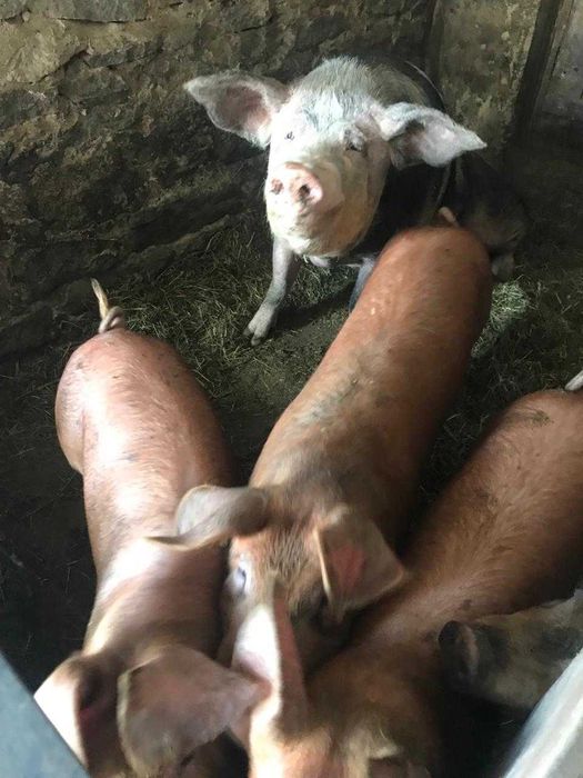 Продаємо свиней та поросят