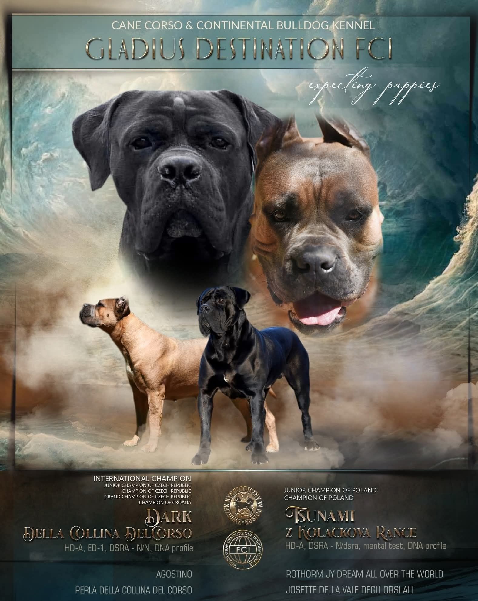 Cane corso ZKwP FCI pies Duke