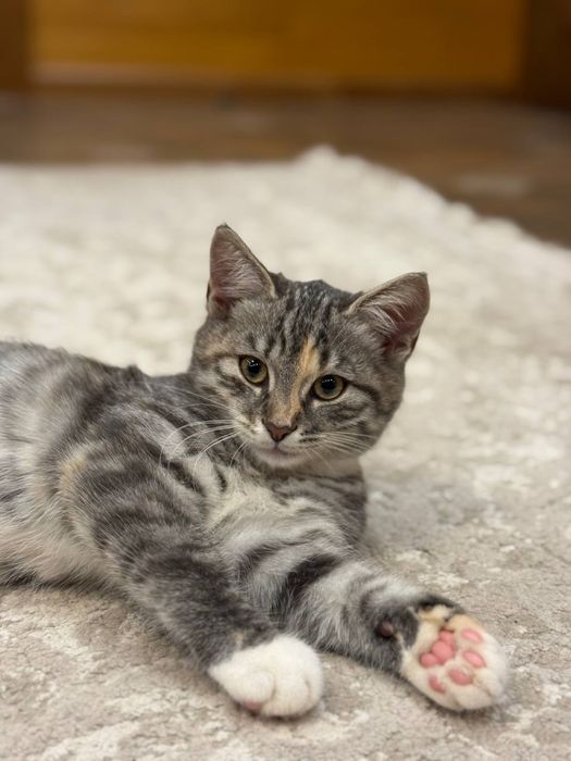 віддам кошенят дівчаток