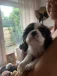 Cavalier King Charles Spaniel