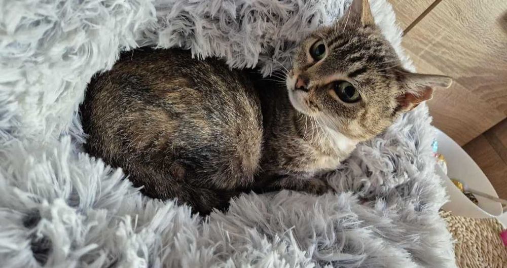 Mam tylko 3 łapki i jedno serce - adoptuj