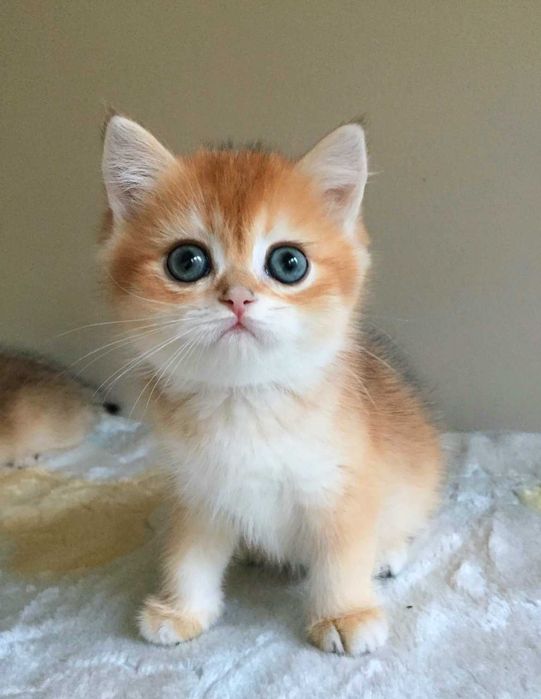 Kocurek szkocki,  color złota szynszyla