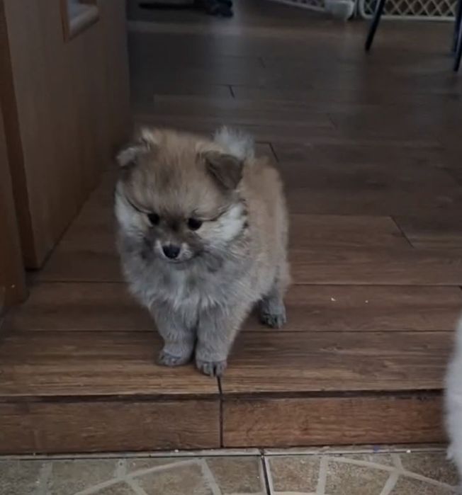 Pomeranian szpic miniaturowy