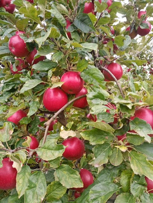 Sprzedam jabłka na soki