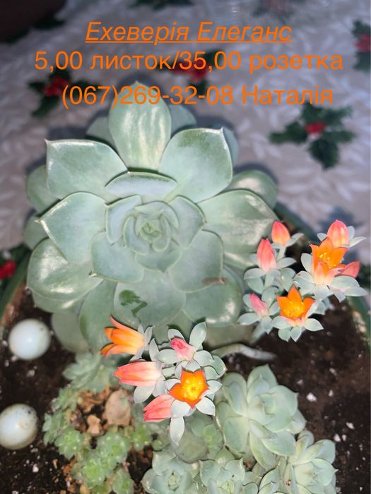 Ехеверія види. Ечеверія.