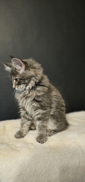 Koteczka Maine coon