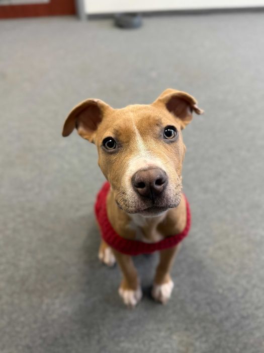 Carmen - suczka w typie rasy pitbull szuka domu tymczasowego!