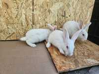 Sprzedam młode króliki termondzkie samce i samiczki