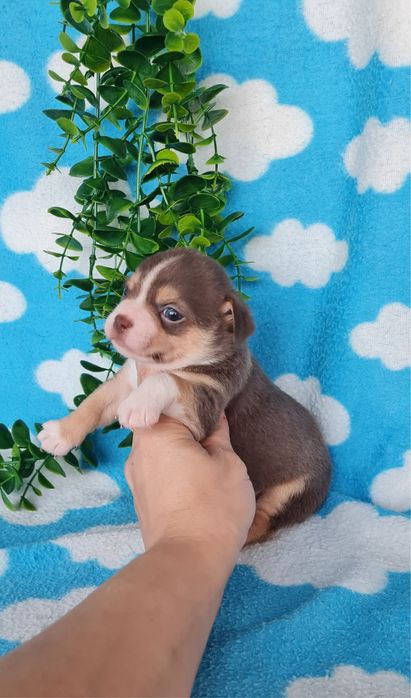 Excecional chocolatinho Chihuahua/Chiuaua de Qualidade