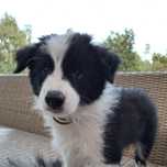 Border Collie piesek czarno-biały po championie