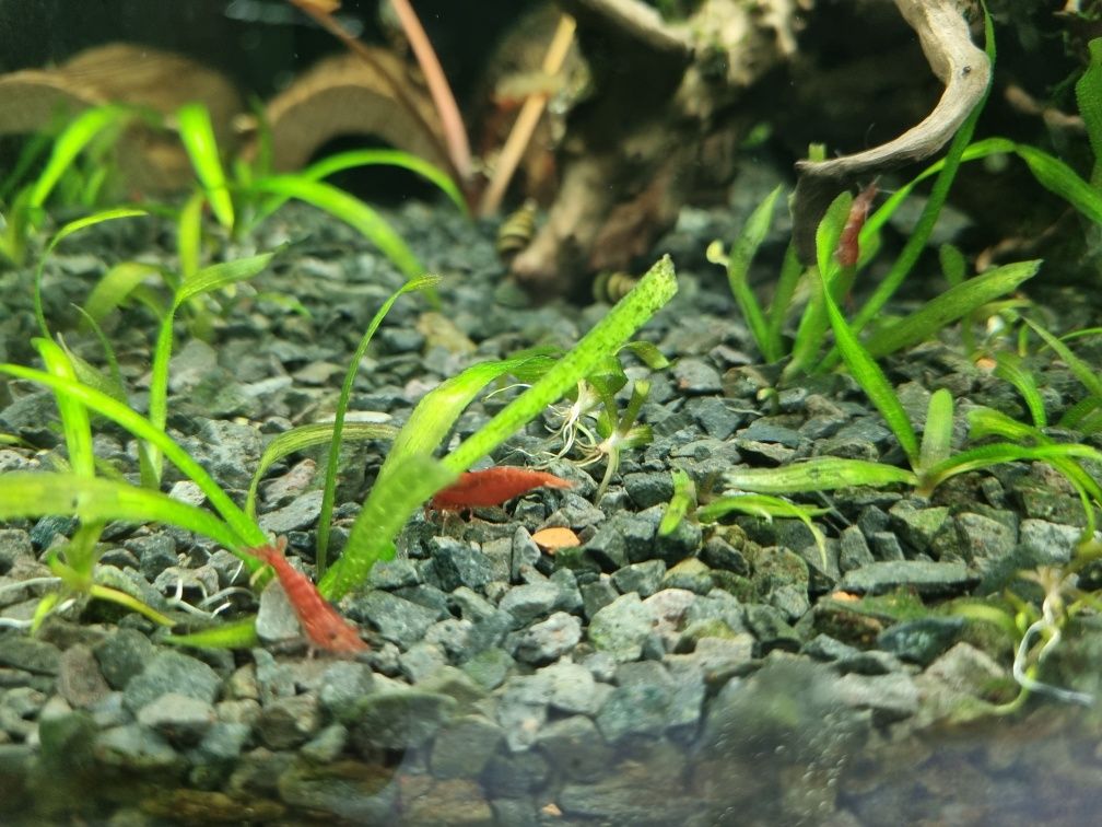 Krewetka  Red Cherry z własnego akwarium