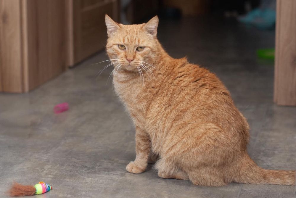 Cherry - przyjazna kotka szuka domu