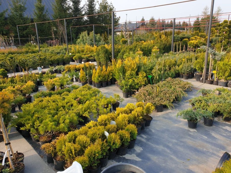 Tuja Thuja Yellow Ribbon żółty żywopłot 100-120 cm ładne, grube