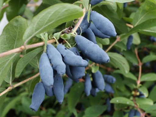 Wojtek,Zojka! Jagoda Kamczacka!Sadzonki Jagody!4 Letnie!certyfikat CAC