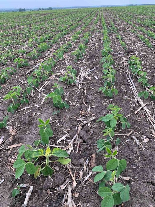 Продам насіння сої Софія під раундап