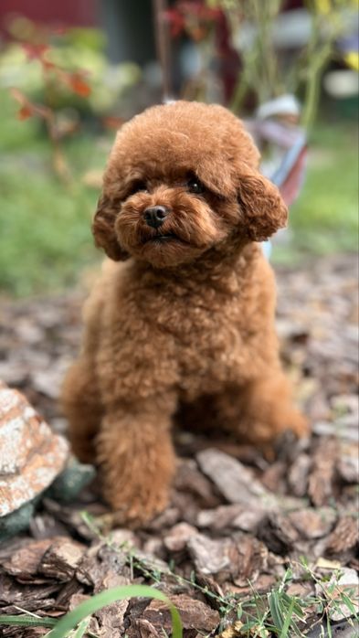 Вязка той пудель