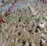 Kury Rosa Leghorn Dominant Lohman Greenshel
