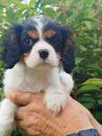 Cavalier King Charles Spaniel (Piesek)