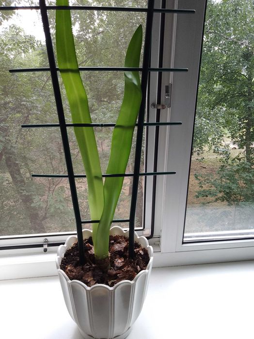 Лилия комнатный цветок - оранжевые цветки