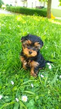 Yorkshire terrier