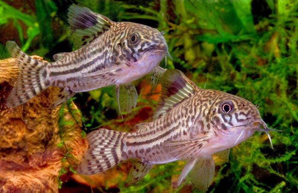 Kirysek trójpręgi (Corydoras trilineatus) PROMOCJA