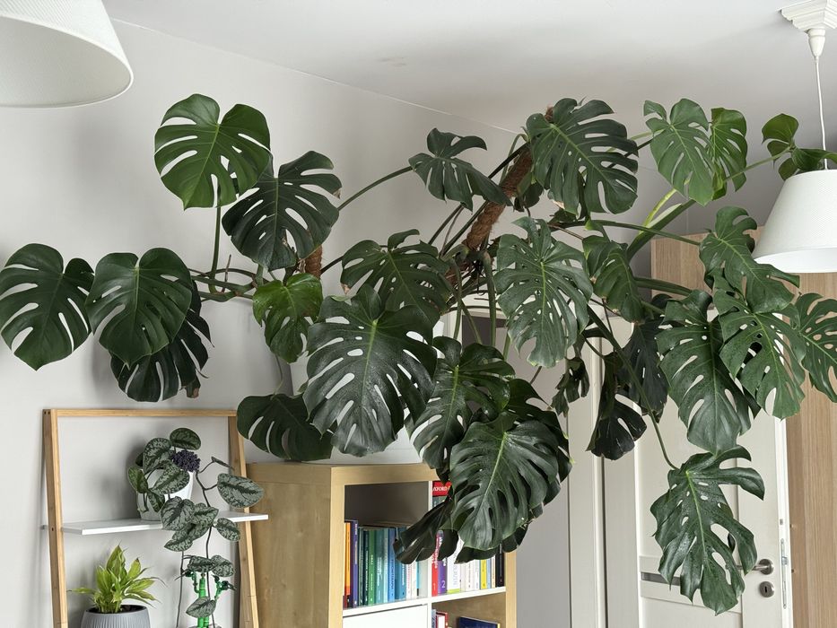 Monstera deliciosa - 3 odnogi, 120 cm wys., 2m szerokości