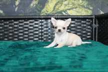 Zarezerwowany! Chihuahua krótkowłosy chłopiec ZKwP FCI