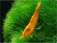 15 camarões Neocaridina Orange