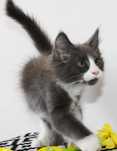 Śliczny kocur Maine Coon